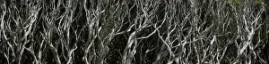Distorted: Sub-Antarctic Rata forest close-up panoramic of distorted sh