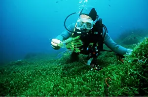 Algae: SUBA DIVER COLLECTING ALGAE, Green death