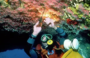 Marseille: Suba Diver collecting coral under licence - Ceiling