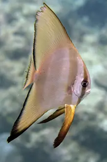 Menjangan: Subadult Blunthead Batfish - NusaBay Menjangan Hotel house r