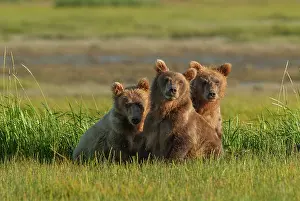 Howie Garber: Three subadult brown bears, Katmai National Park, Alaska