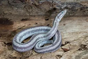 Lichanura: Subadult Desert Rosy Boa