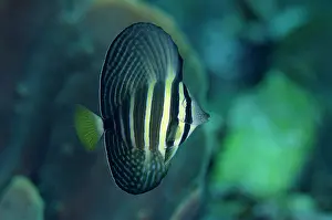 Angus: Subadult Pacific Sailfin Tang Batu Angus dive site