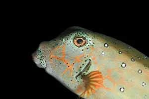 Boxfish: Subadult Yellow Boxfish