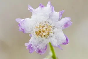 Wandering: Subalpine daisy/fleabane (Erigeron peregrinus) covered