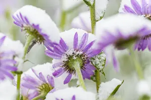 Wandering: Subalpine daisy/fleabane (Erigeron peregrinus) covered