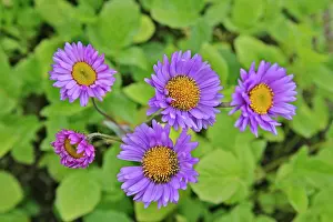 Fleabanes: Subalpine Daisy's / Fleabane - closeup