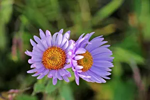Fleabanes: Subalpine Daisy's / Fleabane - closeup