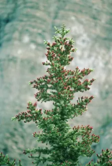 Firs: Subalpine Fir - with young cones