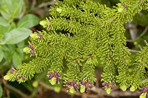 Firs: Subalpine Fir - young foliage (needles)