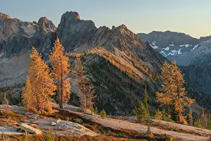 Rugged: Subalpine Larches in golden autumn color at Cutthroat