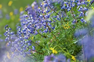 Rainier: Subalpine Lupine, Mount Rainier National