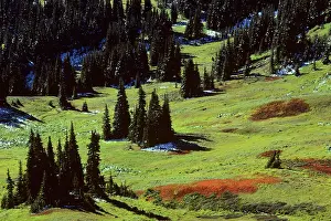 Firs: Subalpine meadow dotted with Subalpine firs, September