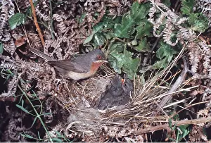 Begging: Subalpine WARBLER - female at nest with young
