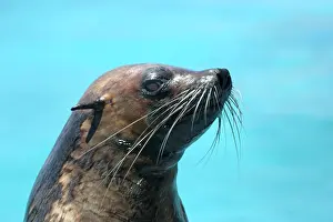 Subantarctic: Subantarctic / Amsterdam Fur Seal