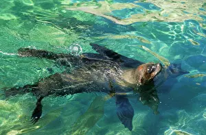 Subantarctic: Subantarctic / Amsterdam Fur SEAL