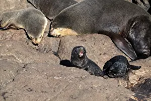 Subantarctic: Subantarctic Fur Seal