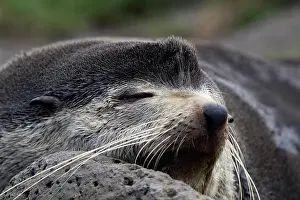 Subantarctic: Subantarctic Fur Seal