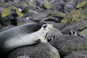 Subantarctic: Subantarctic Fur Seal
