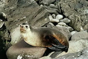 Subantarctic: Subantarctic Fur SEAL - male