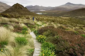 Direction: Subantarctic Islands of New Zealand, Campbell