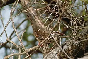 Subdesert Mesite - male