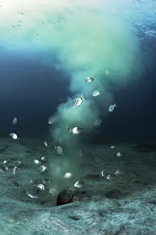 Scrap: Submarine emissary. Submarine outfall. Despite t