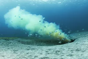 Scrap: Submarine emissary. Submarine outfall. Despite t