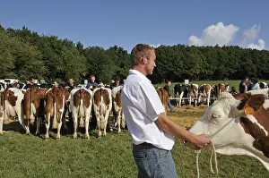 Comt: Submission of Cows Contest agricultural Franche-Comte France
