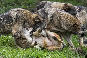 Rolling: Submissive gray wolf (Canis lupus) rolling on its