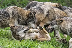 Rolling: Submissive gray wolf (Canis lupus) rolling on its