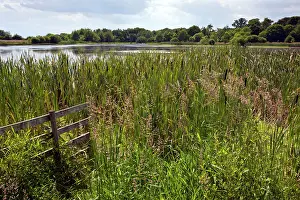 Fuels: Subsidence lake with reedmace fringe over old coal-mine