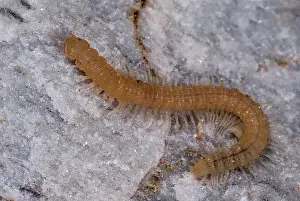 Subterranean: Subterranean millipede
