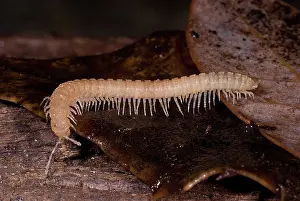 Subterranean: Subterranean millipede