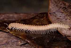 Subterranean: Subterranean millipede