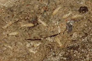 Reticulitermes: Subterranean Termites