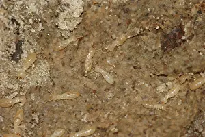 Reticulitermes: Subterranean Termites