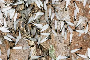 Subterranean: Subterranean Termites swarming