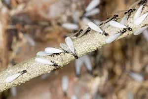 Subterranean: Subterranean Termites swarming