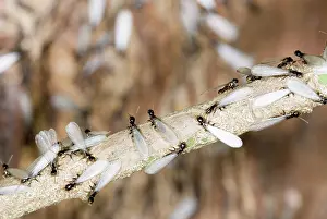 Subterranean: Subterranean Termites swarming