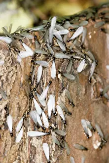 Subterranean: Subterranean Termites swarming