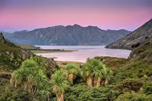 Wanaka: Subtropical palm plants and ferns at Lake Hawea