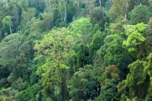 Subtropical rainforest