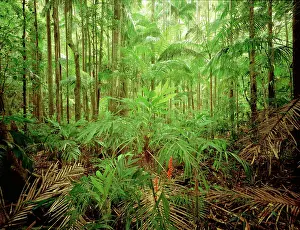 Subtropical: Subtropical rainforest with Bangalow palms and
