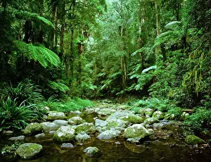 Brindle: Subtropical Rainforest - Brindle Creek Border Ranges