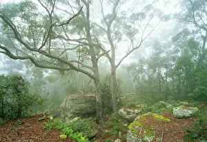 Subtropical: Subtropical Rainforest near Terania Creek