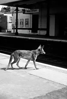 Ian Beames: Suburban Fox at the train station