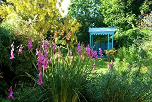 Suburban: Suburban Garden - Pink Angel's Fishing Rod (Dierama