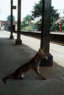 Ian Beames: SUBURBAN Red FOX - on railway station