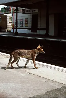 Waiting: SUBURBAN Red FOX - Waiting for the next train